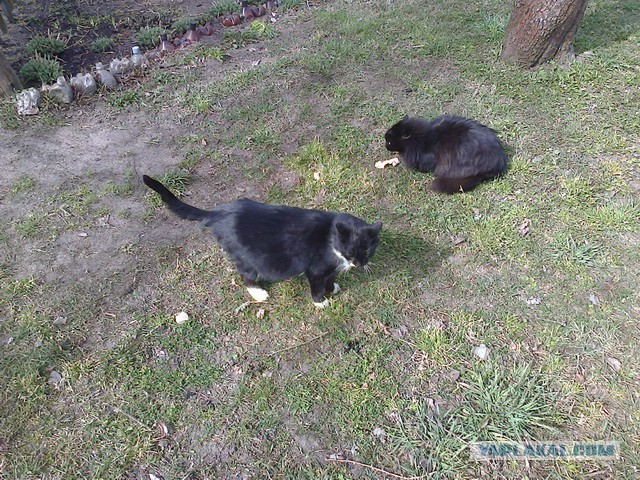 Котовторник 28.10.2014