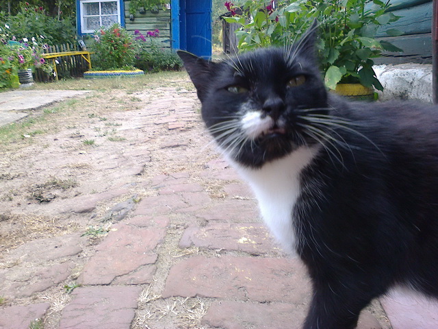 Котовторник.