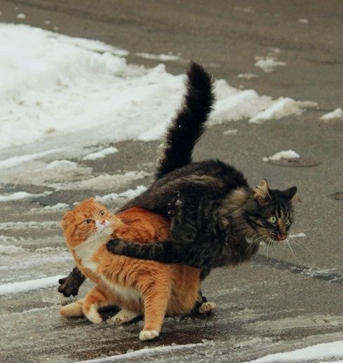 Подожди, Рыжий, я щас сам ему вгребу!