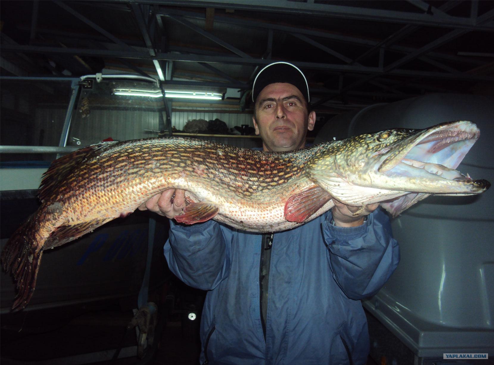 Фото щуки весом 12 кг - интересная информация о рыбалке