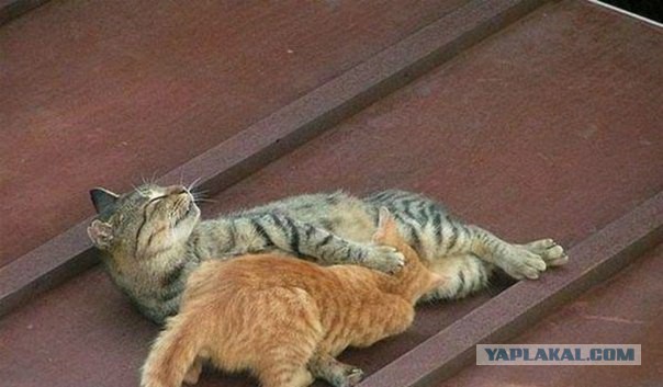 Известные котомемы.