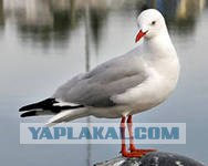 Сходите  на кузнецкий - все в лаковых