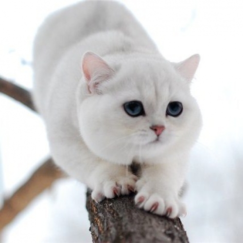 Котовторник