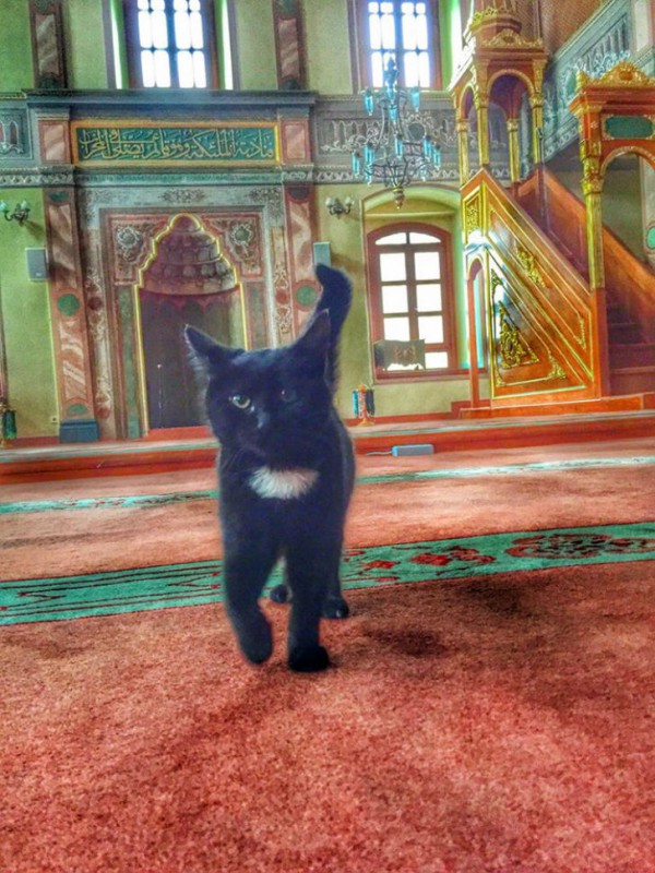 Имам пускает погреться бездомных кошек в мечеть