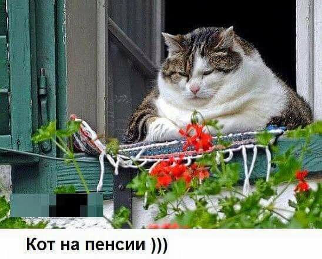 Весной кот похудел быстро