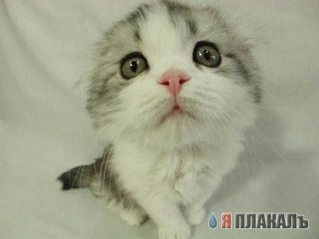 Коты, кошки, котята