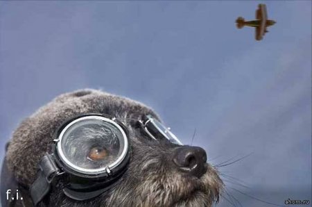 Несерьезного. "Книжный маньяк"