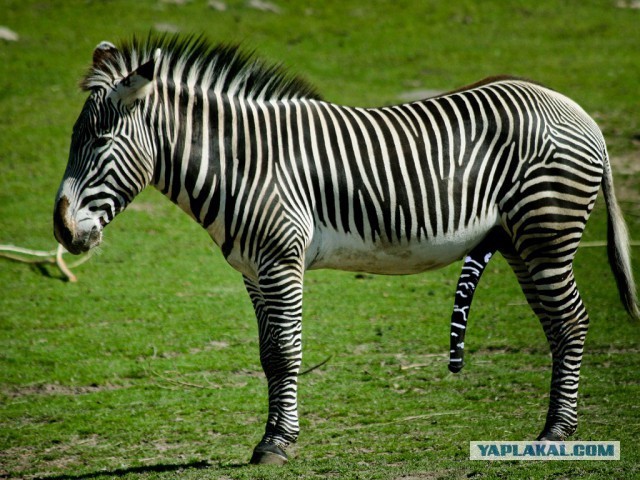 Анекдотов кучка