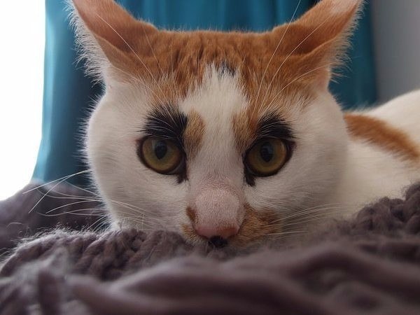 Мохнатые беспредельщики