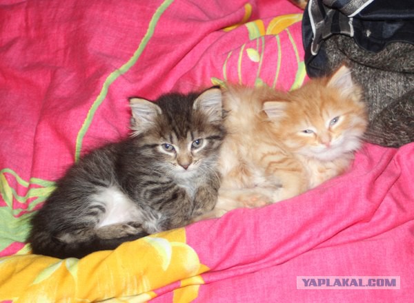 Котовторник 25.10. 2016