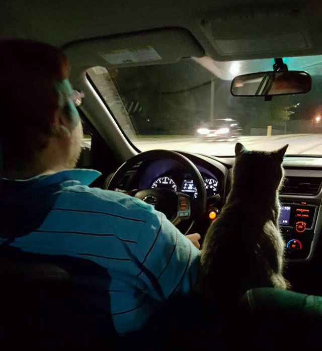 Коты из сети