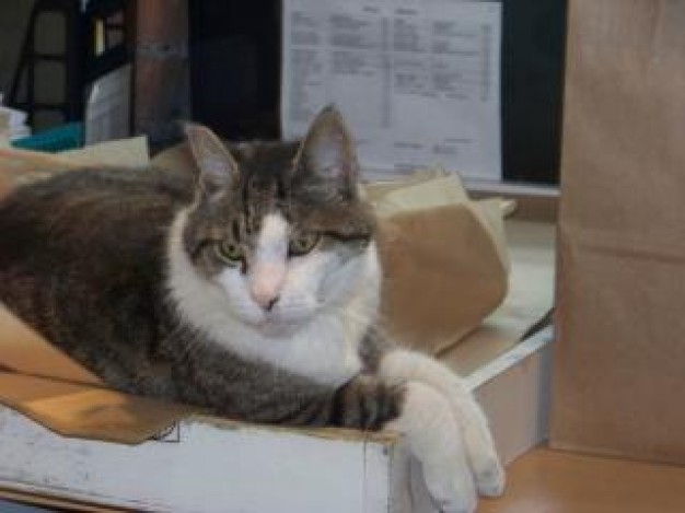 Коты из сети