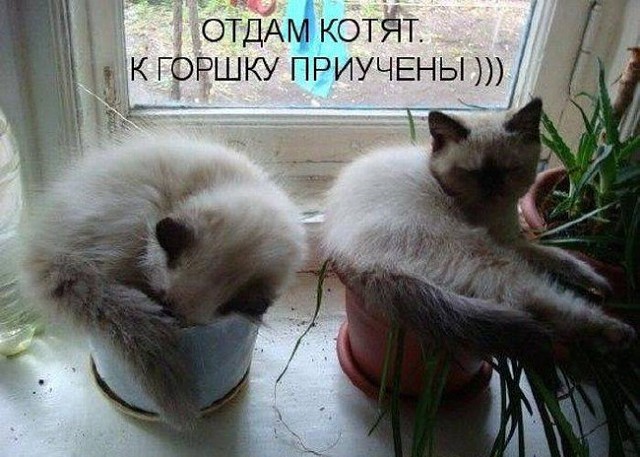 Коты и Кошки