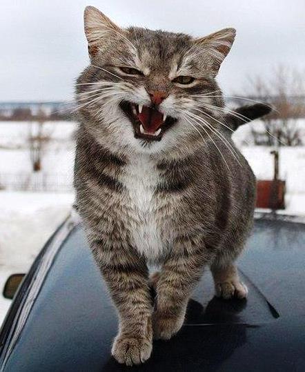 Портреты бродячих котов