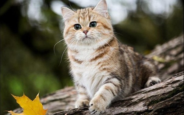 Прикольных котов пост