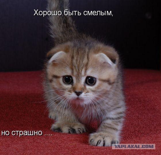 Котовторнику Да (09.12.08)