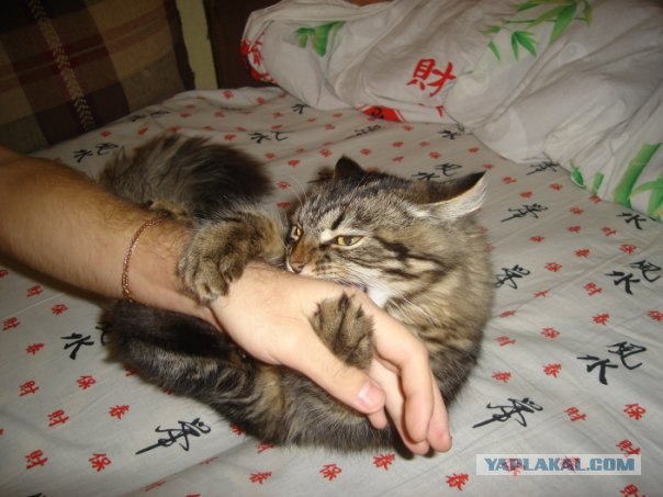 Котовторник - С праздником, котоводы!