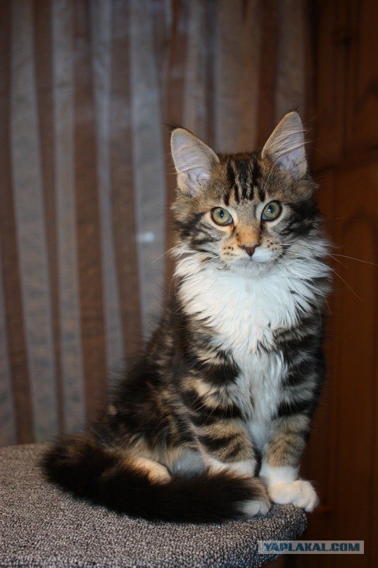 Начинаем котовторник!