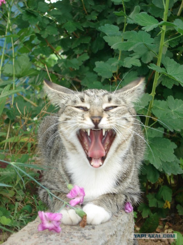 Котовторник (21.02.2012)