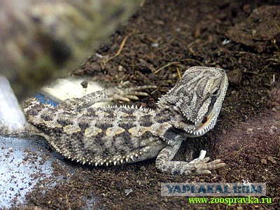 Девочка и черепаха