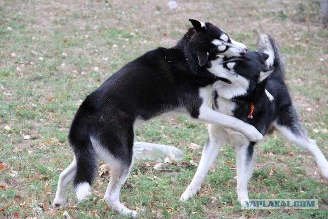 Сибирский Хаски