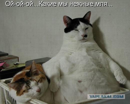 Кот,- опасный и лютый зверь.