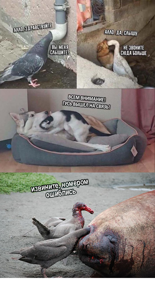 Немного картинок для настроения 12.12.19