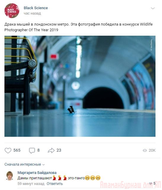 Комментарии к постам в разных группах, которые вызвали улыбку