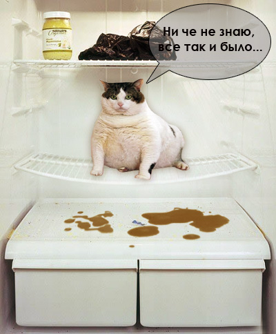 Мир глазами котов