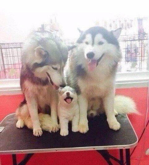 Эти забавные животные