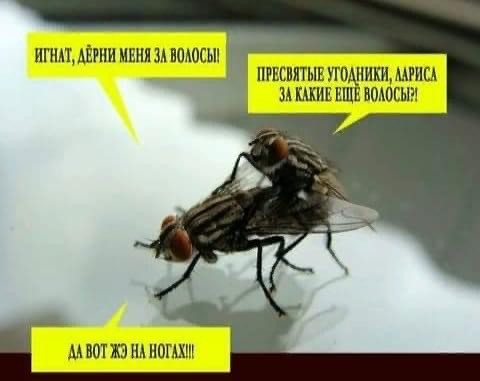 Немного разностей, шалостей и пушистостей