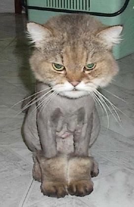 Котовторник так котовторник