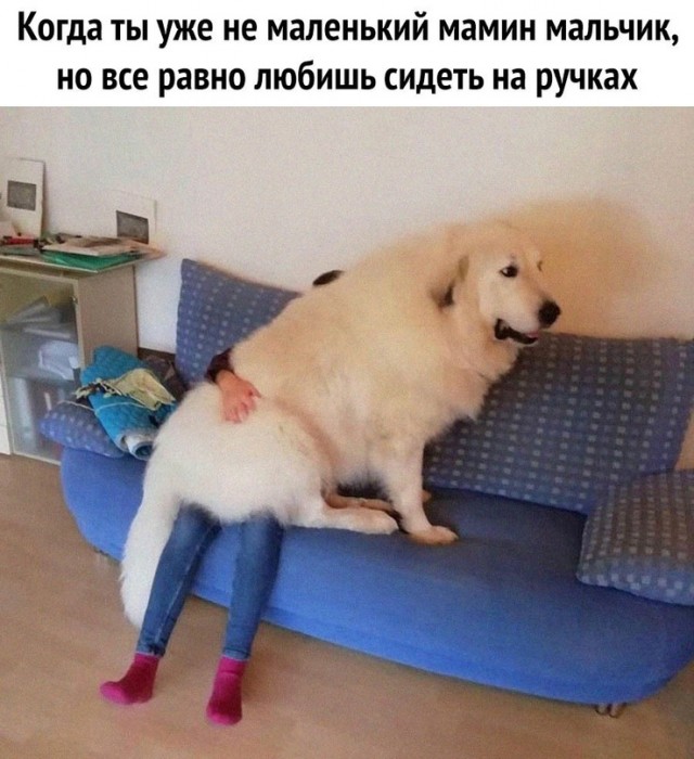 Картинки и мемы для настроения - 133