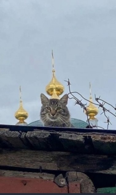 Котята оскорбили чувства верующих