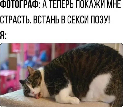 К котовторнику: подборка картинок-баянов с котиками и про котиков. Выпуск 25.