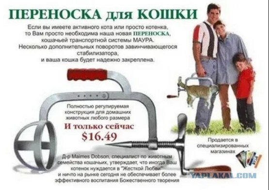 Сумчатый котик