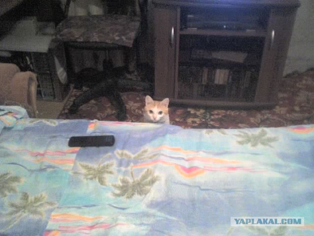 А где прячется ваш кот?