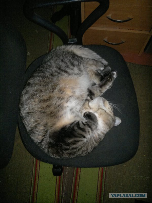 Котовторник   15.04.2014