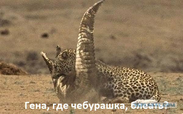 Просто питон ест крокодила...