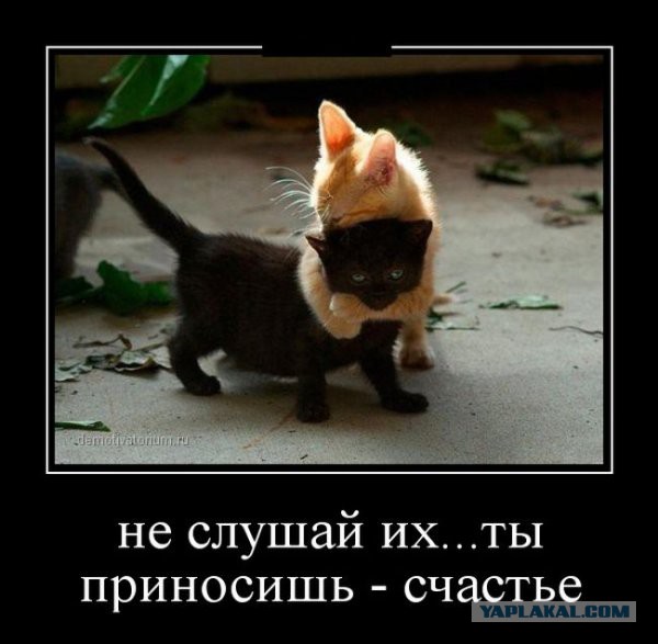 Смешное из соц сетей