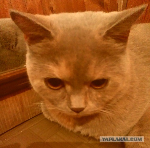 Котовторник 16.09.14