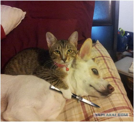 Не покормил кота....