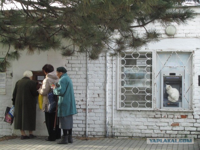 Котовторник 11.11.2014
