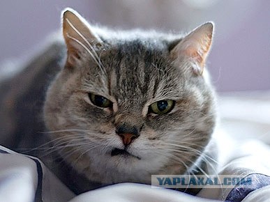 Почему в интернете все лучше?