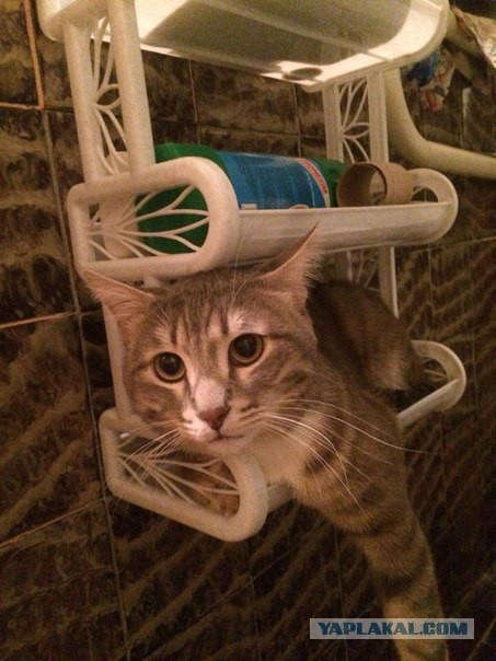 Кошачий Hardcore