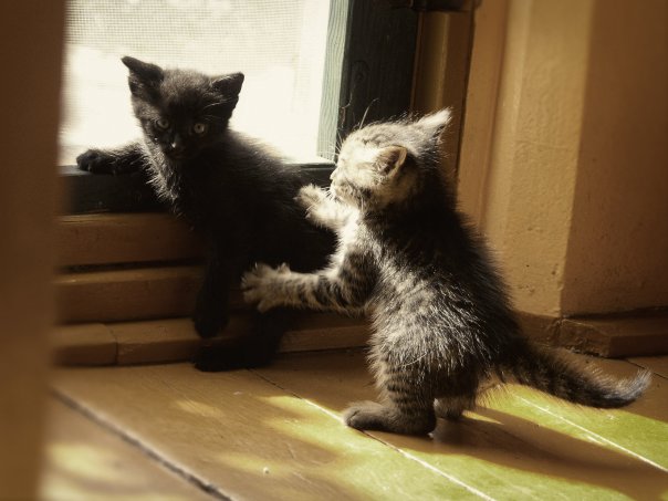 Котовторник 24.03.2015