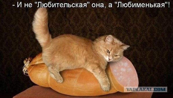 Котовторник однако