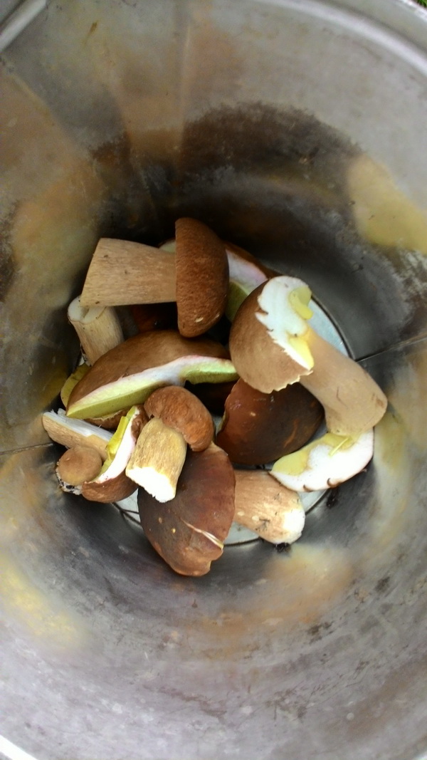 В лес за грибами.