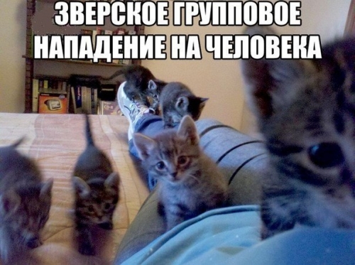 Котовторник