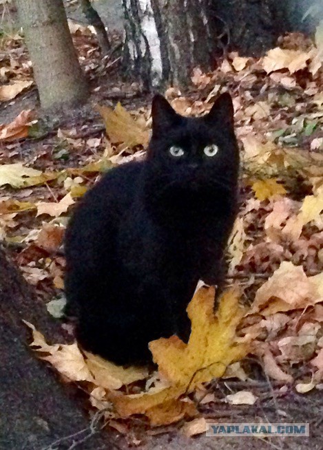 Котовторник 20.10.2015